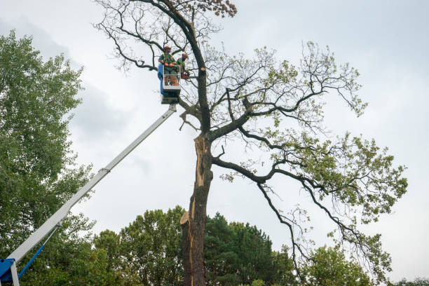 Fort Branch, IN Tree Services Company